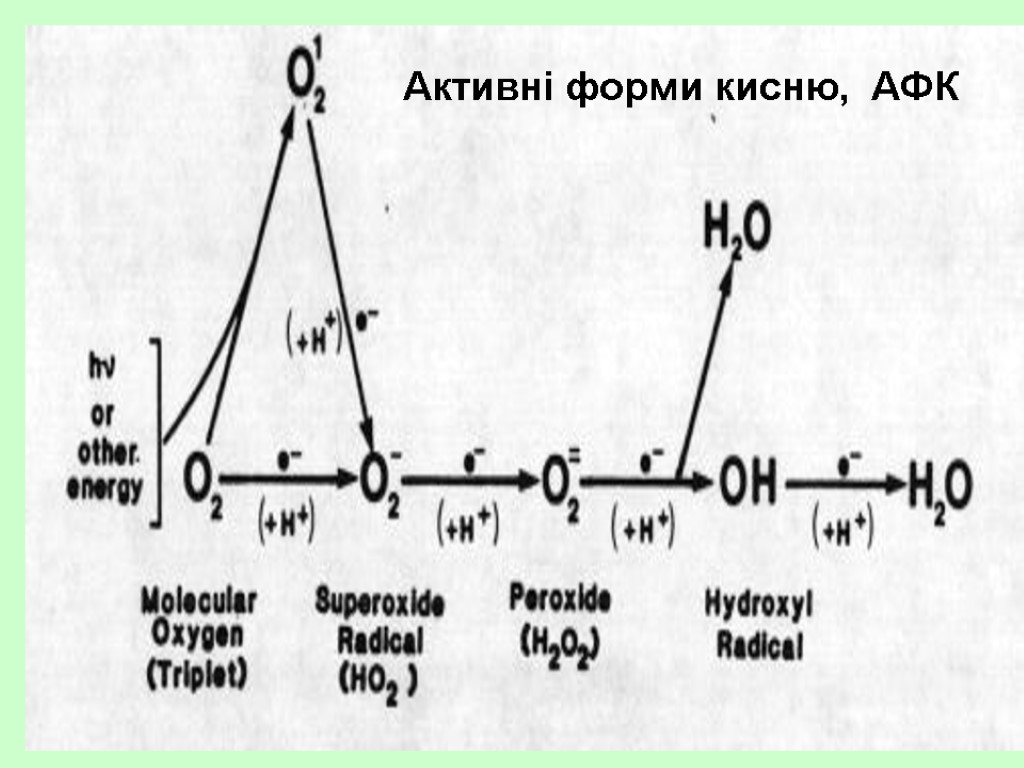 Активні форми кисню, АФК